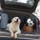 Aprenda a transportar seu pet no carro para evitar o risco de multas e acidentes.