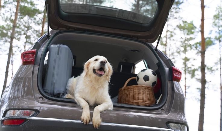 Aprenda a transportar seu pet no carro para evitar o risco de multas e acidentes.